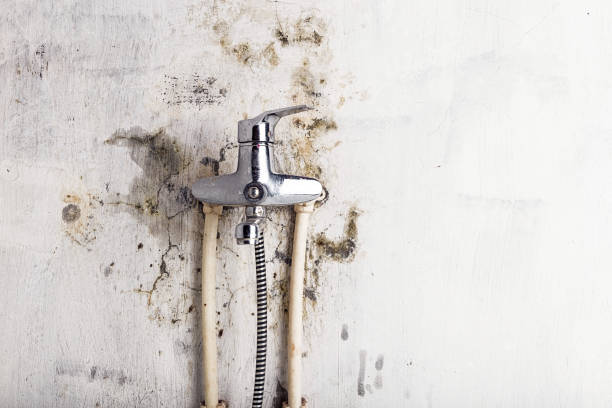 Best Commercial Mold Removal  in New Roads, LA