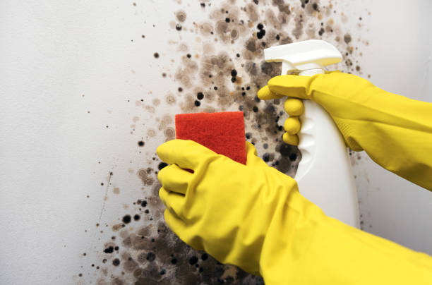 Best Certified Mold Removal  in New Roads, LA