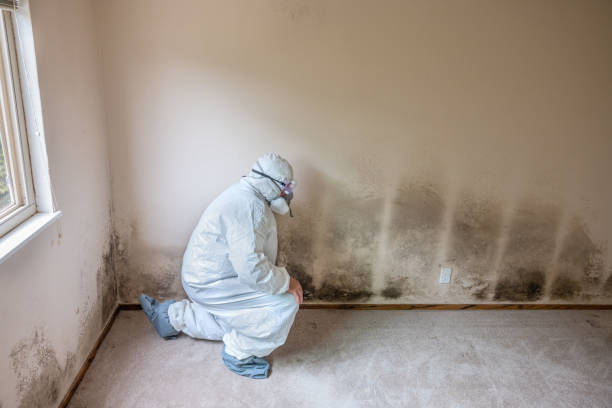 Best Toxic Mold Removal  in New Roads, LA