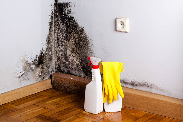 Best Crawl Space Mold Removal  in New Roads, LA