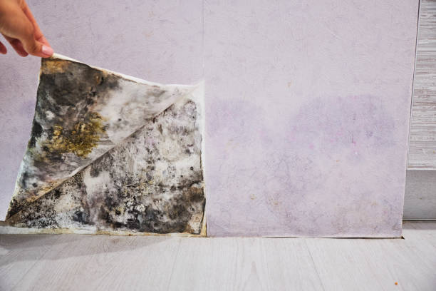 Mold Testing and Removal in New Roads, LA